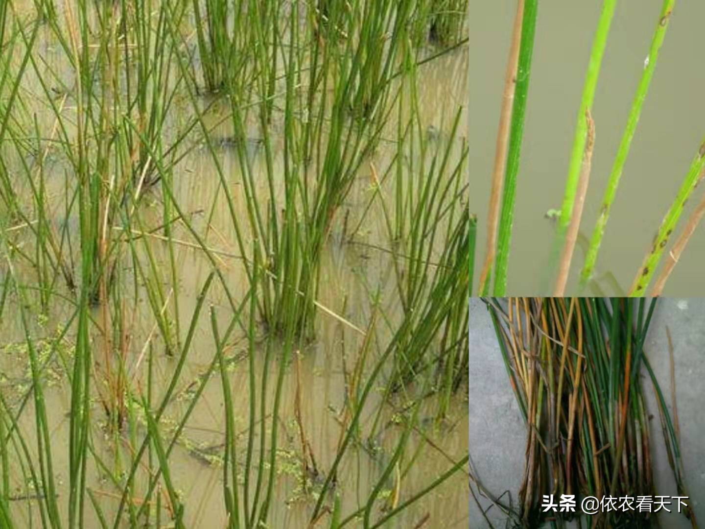 荸荠叶枯病的预防和治疗方法,荸荠枯萎病发病条件