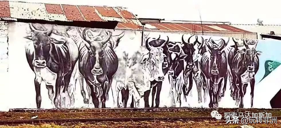 ​AlefaBarea！这到底是什么意思？|马达小科普