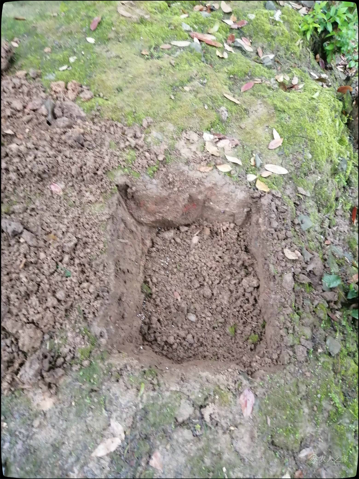 买回来的杨梅如何育苗出苗,网购杨梅树苗怎么盆栽