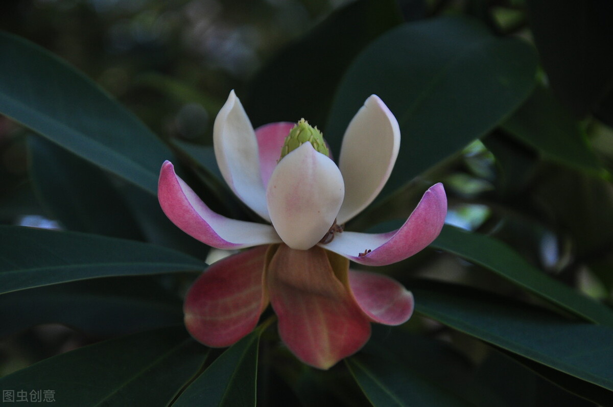 知其白,守其黑,为天下式。为天下式,常德不忒,复归于无极