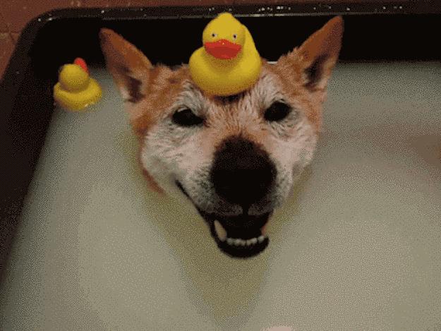 养狗人都要知道的省钱小妙招,月薪3000养狗省钱秘籍