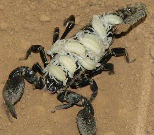 背了很久噬母的锅，蝎子可不是这么不近“人情”的生物