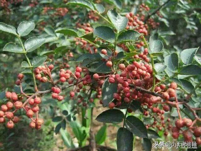 涉县最美小村庄,我的家乡山沟沟里