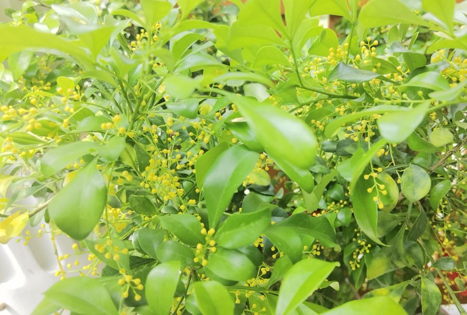 北京夏日的清晨,北京的盛夏