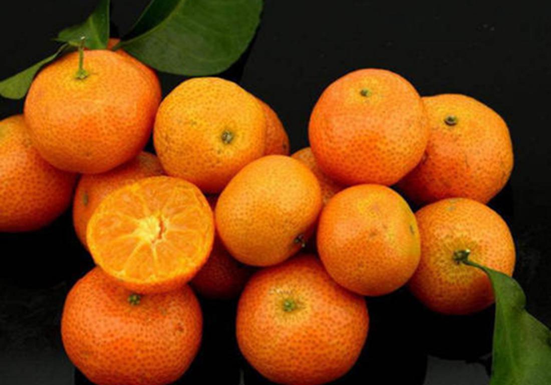 沙糖桔种植后施肥方法,沙糖桔全年的管理技术