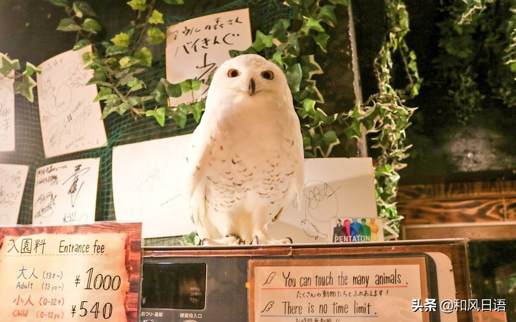 日本迷你猪咖啡厅,日本街头超有人气的猫头鹰咖啡厅