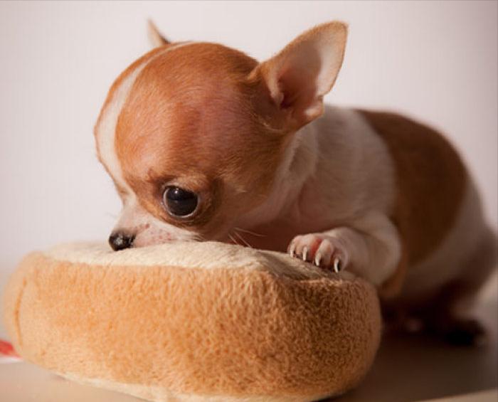 为什么不建议养吉娃娃,吉娃娃犬与吉娃娃哪个好养