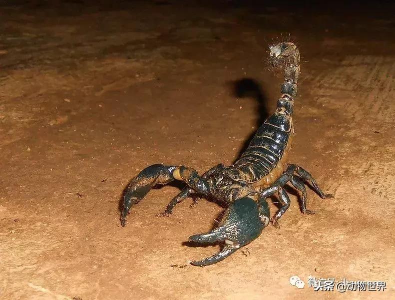 蝎子的全名叫什么,蝎子百科全书