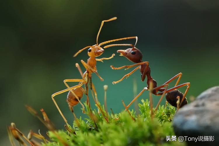 微距摄影怎样拍花,微距摄影怎么拍的