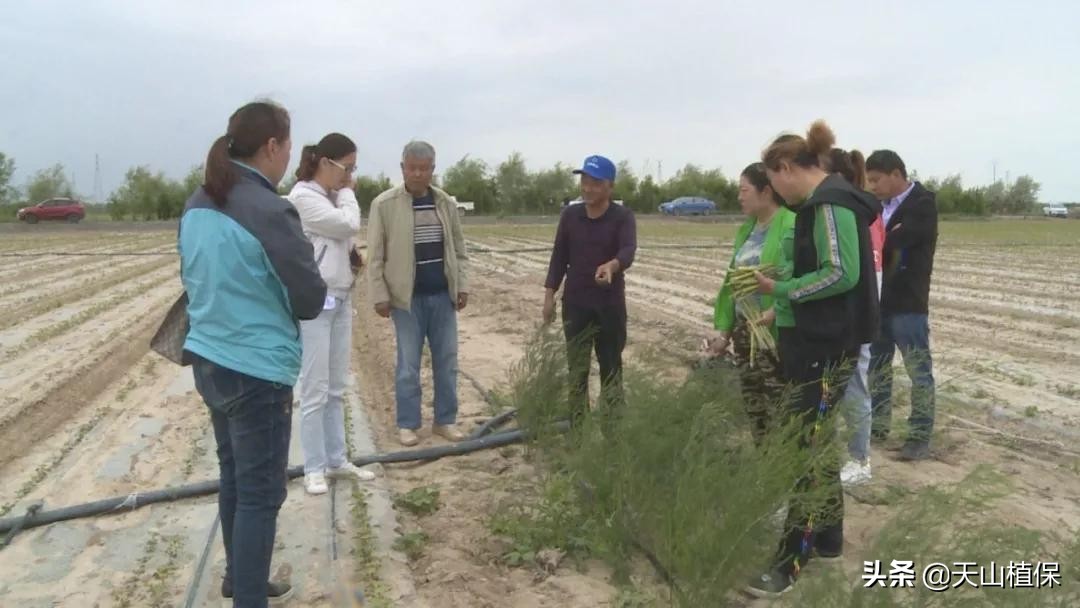 种植芦笋的危害,芦笋种植耐阴吗