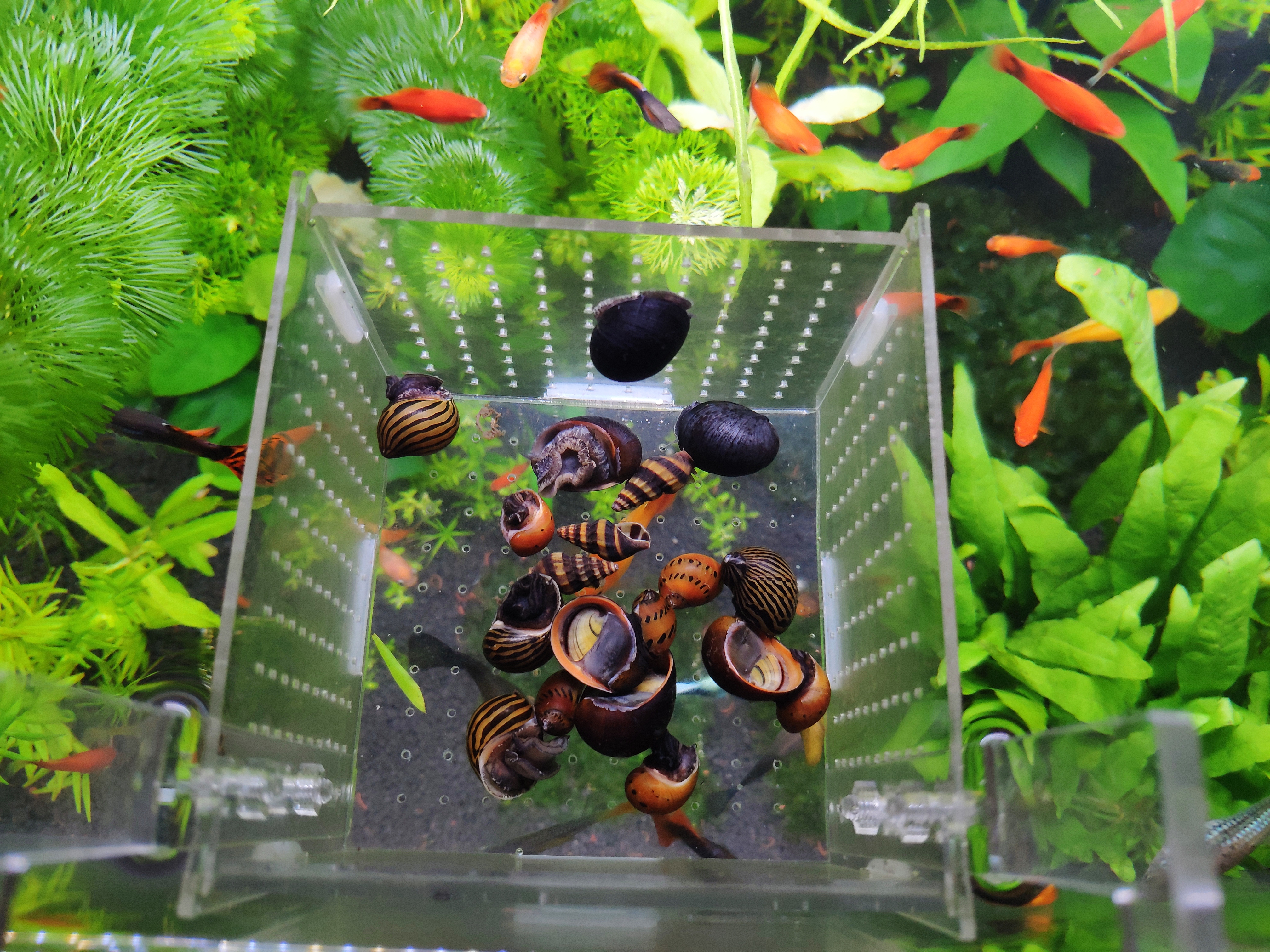 观赏螺多久繁殖一次,不容易繁殖的观赏螺排行榜