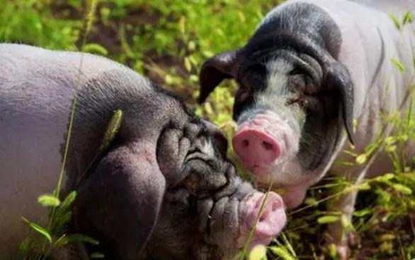 全国农产品地理标志目录湖南篇,湖南省株洲市农产品地理标志名单