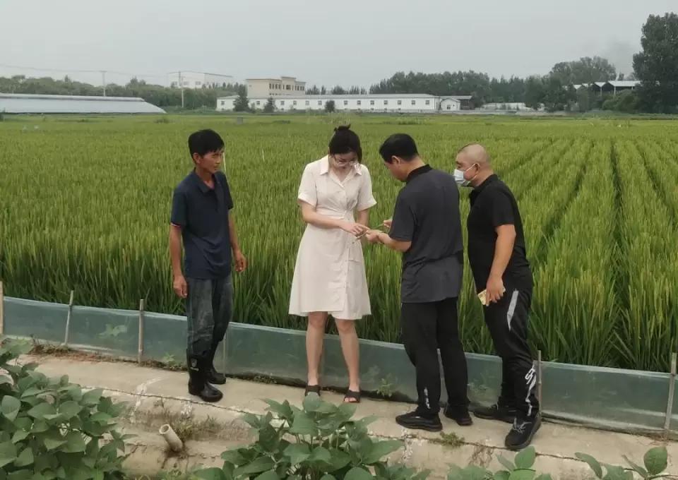 稻香蟹肥盘锦,盘锦稻田蟹肥怎么样了