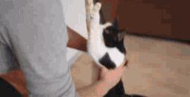 奶牛猫有多滑稽,奶牛猫真的很调皮