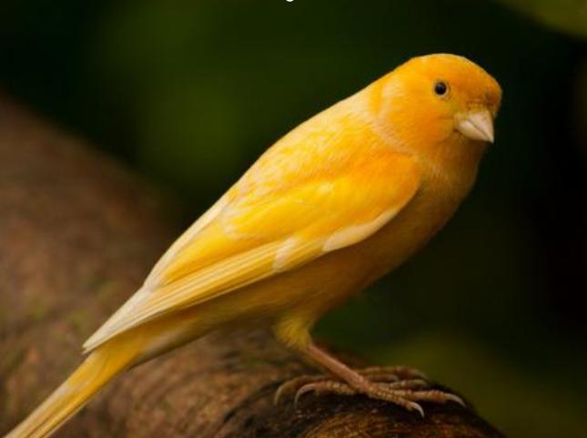 东江揽胜,惠州淡水常见鸟类图谱