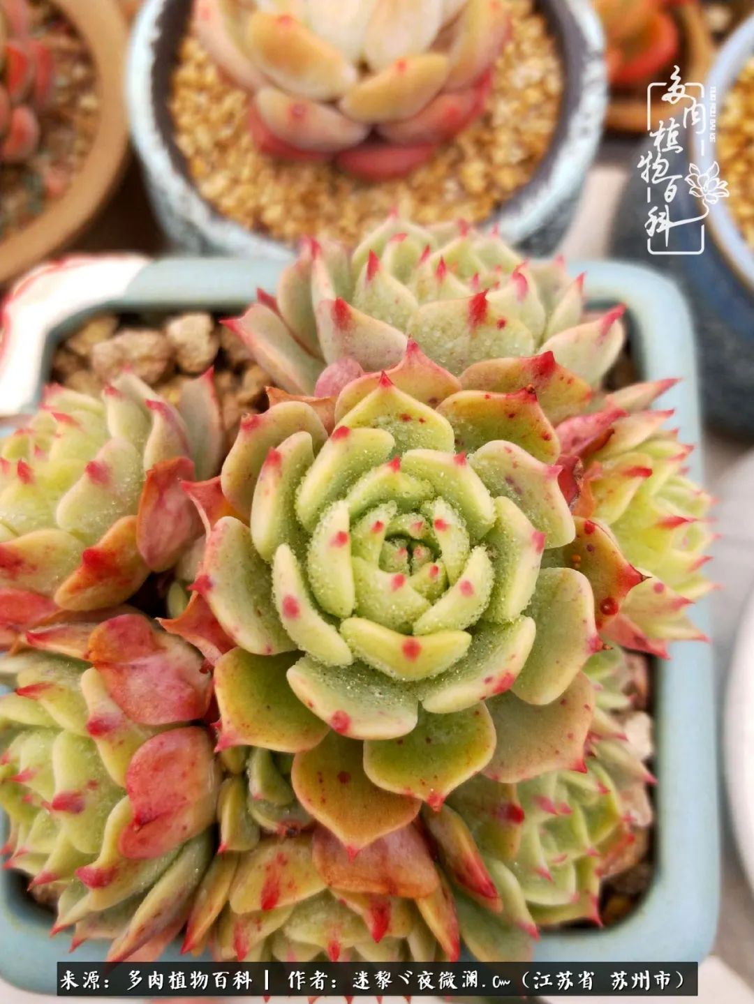 围观多肉版武林大会，一起穿越吧,下