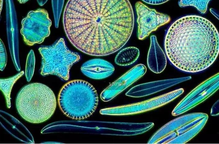 辉安化工｜探索硅藻土神秘的助滤力量，为青山绿水护航