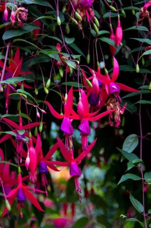 惊艳倒挂金钟,惊艳倒挂金钟图片