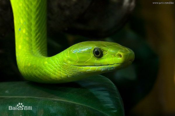 冷血精神病有感情吗,冷血精神病治疗