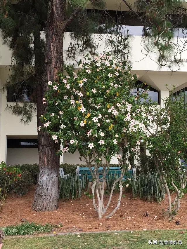 科罗拉多大学丹佛分校相当于中国什么等级的大学？