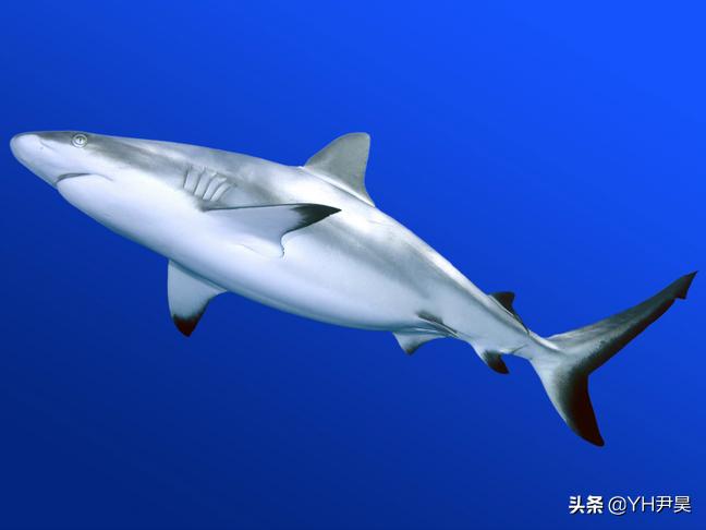 发生在美国的罕见事件，大白鲨遭遇神秘生物捕杀，真相颠覆认知