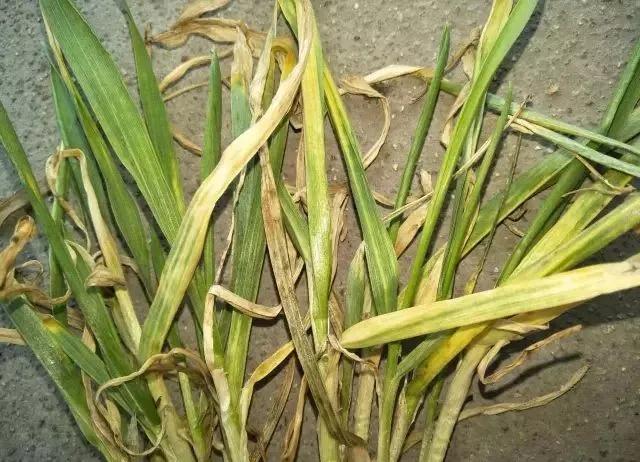 小麦缺肥发黄怎么办,小麦根发黄是什么病