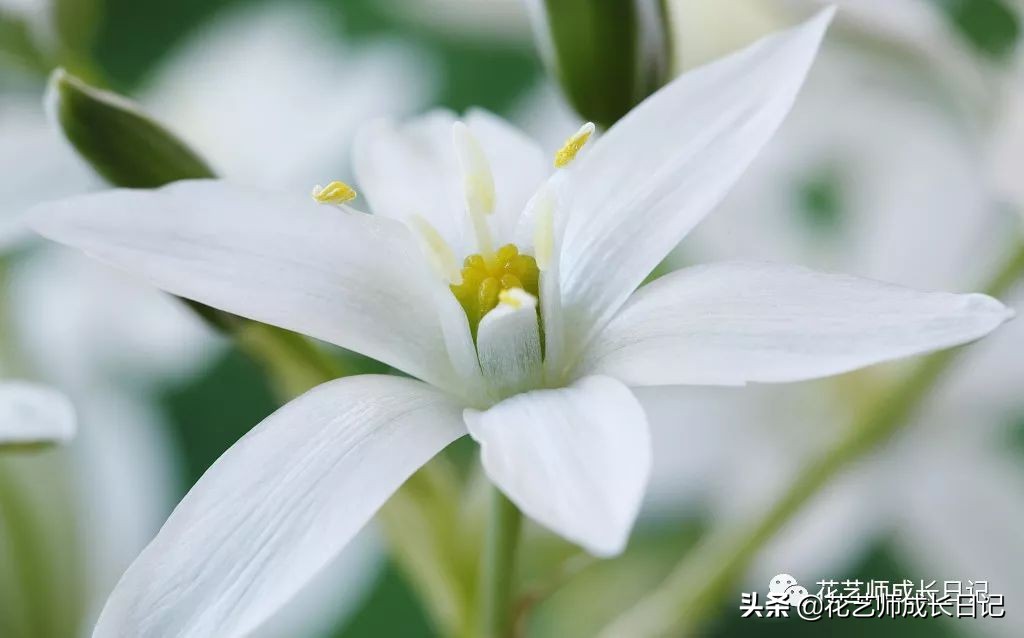 每日一花｜伯利恒之星，可用于治疗癌症，洁白可爱