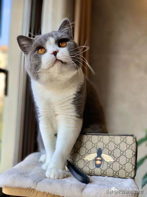 非常好看的宠物包,大家的包都带什么玩偶