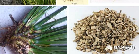 食茱萸中药饮片别名,中药饮片独角牛别名