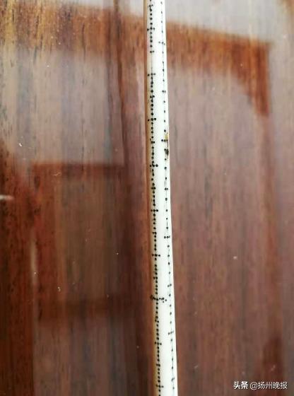 仪征这家人祖传的象牙秤，120年了！连一片叶子的重量都能称出来