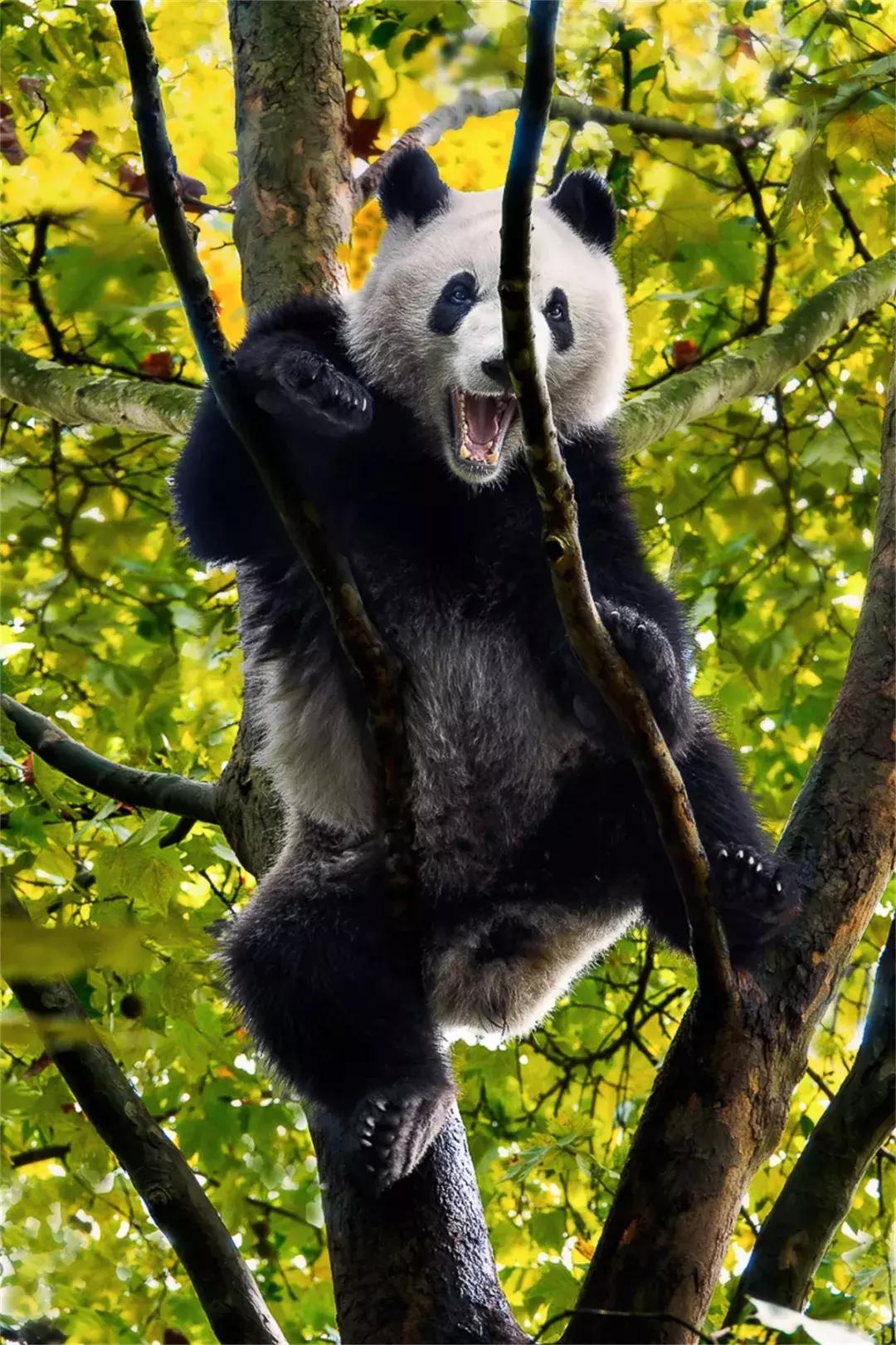 你才可爱你全家都可爱怎么回,你才可爱你全家都可爱出处