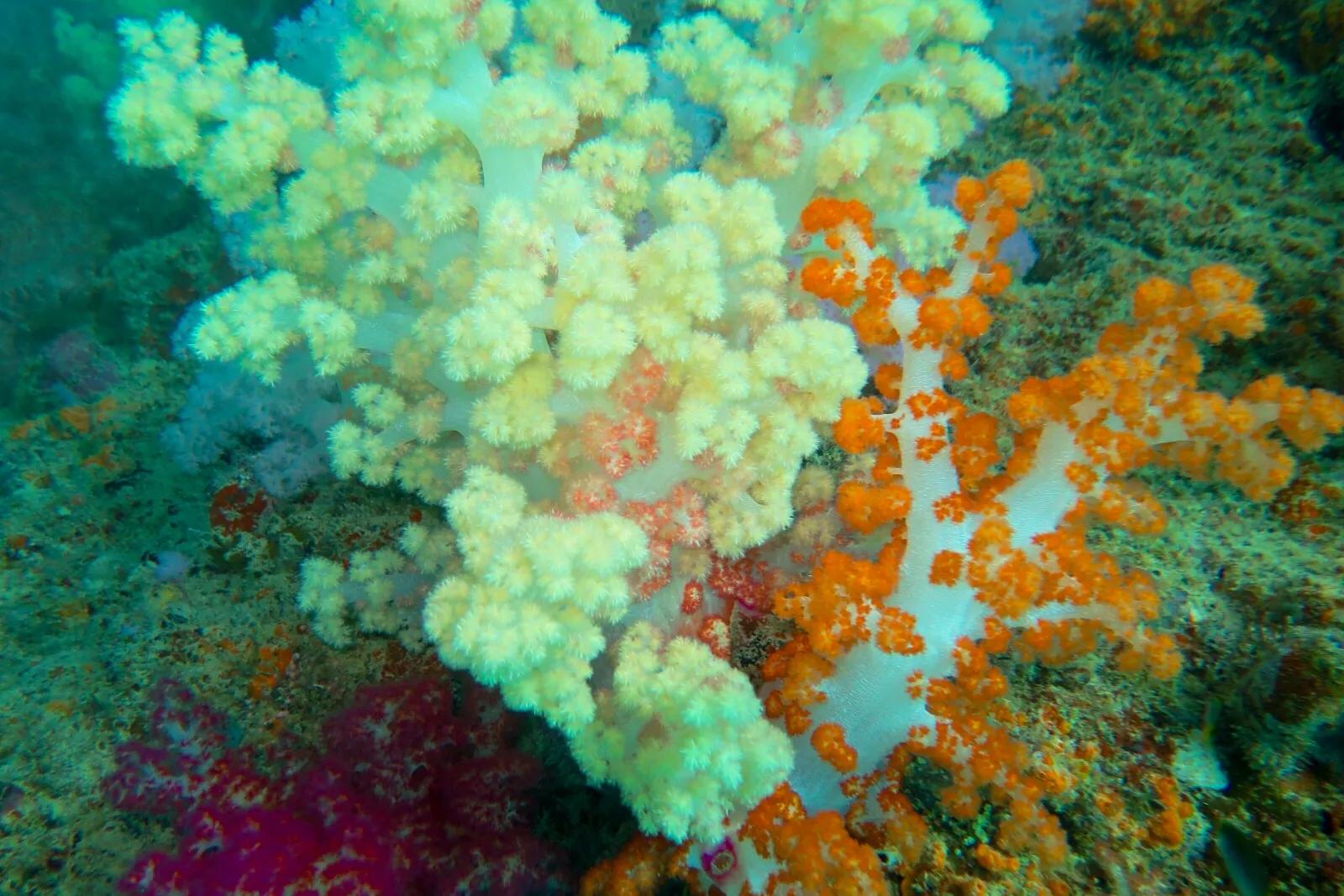 软珊瑚贵吗,软珊瑚红粉