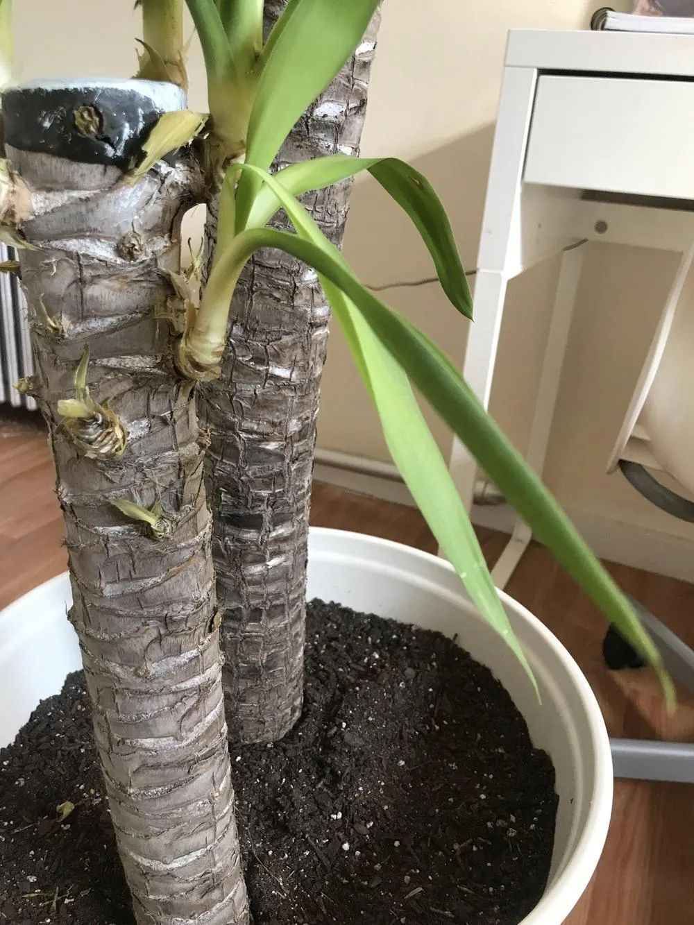 家里养的茶花老掉叶子怎么回事,茶花黄叶月季花黄叶