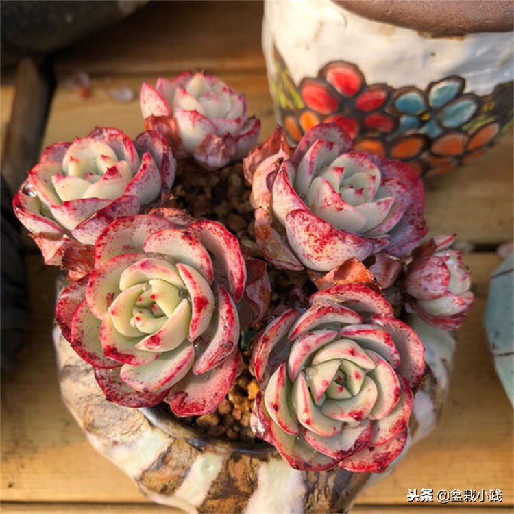 多肉出锦的方法,哪些多肉出锦是粉红色的