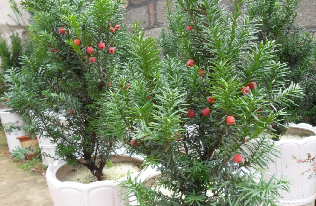 盆栽红豆杉的修剪时间和方法图片,家里摆放红豆杉风水好吗