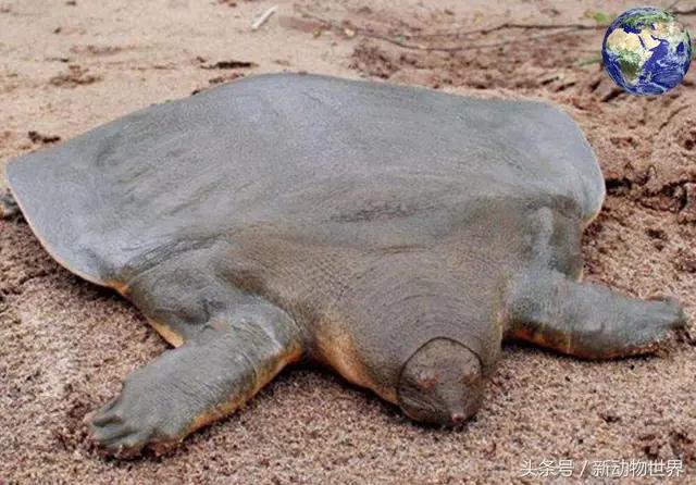 星际奇遇兽王,小说星际奇遇之兽王