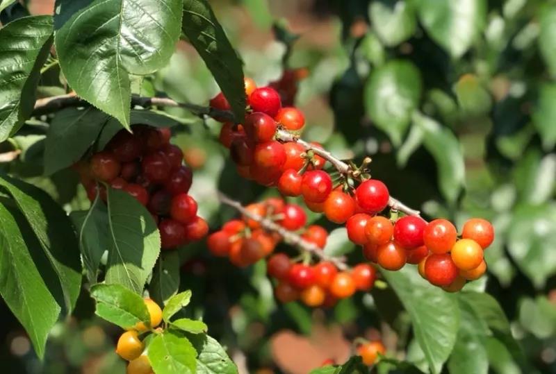 昆明樱桃采摘园安宁的樱桃熟了,昆明安宁樱桃采摘地点推荐