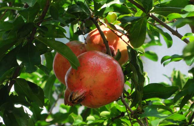 米石榴种植方法,石榴籽怎么种植