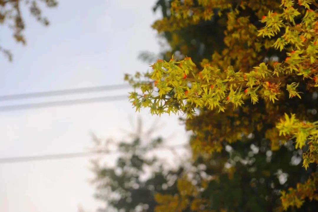 草木人间和燃冬,草木和人间