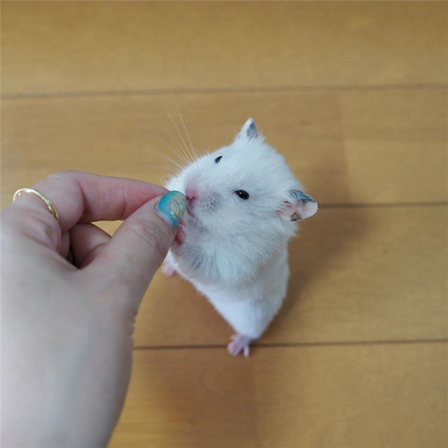 仓鼠会睡眠不足吗,仓鼠不停打哈