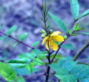 雄黄粉和雄黄驱蛇粉是一样的吗,原来蛇不怕雄黄而是这几样东西