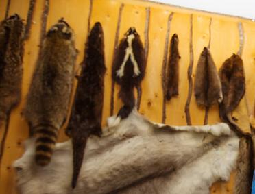 河狸皮毛的优点,河狸皮毛十分名贵