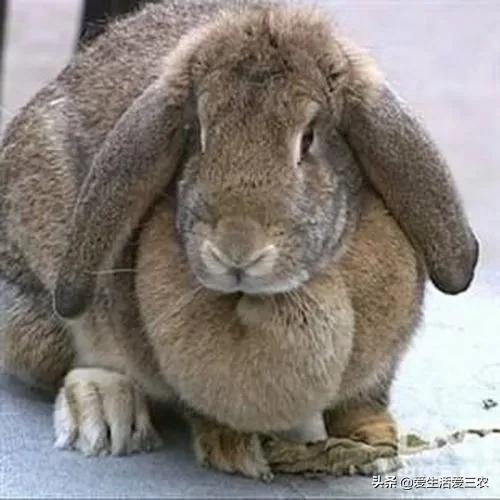 农村没技术适合干什么,没本钱没技术在农村怎么创业项目