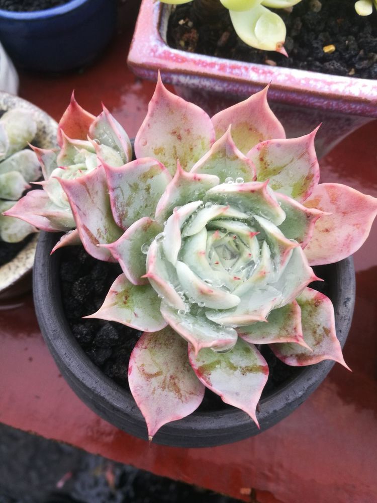 误打误撞的多肉情缘,带我走进多肉小世界!