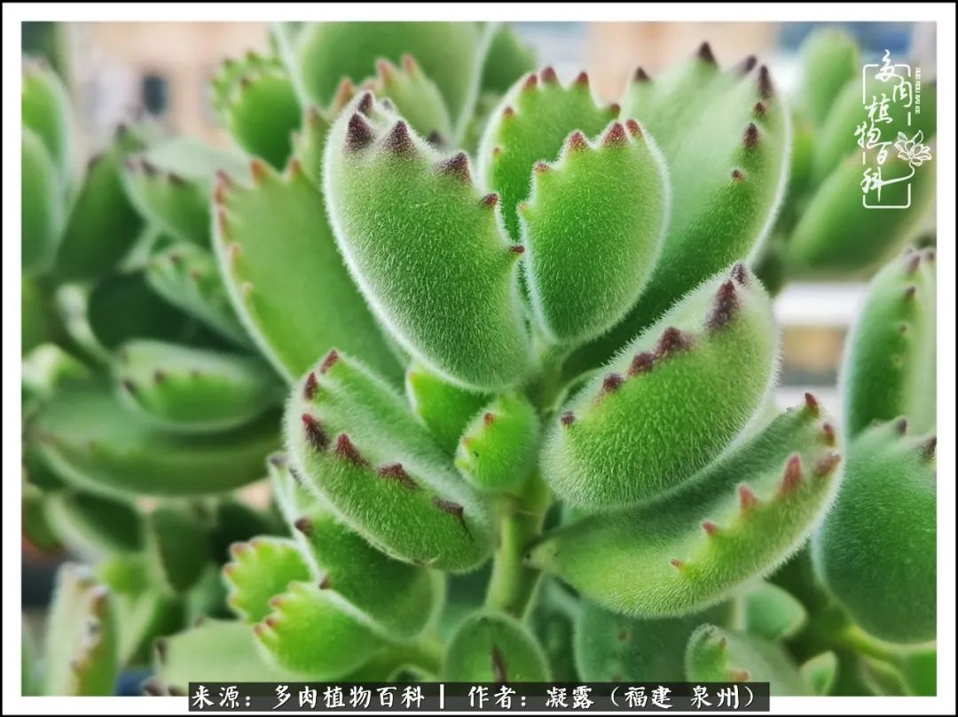 多肉日记严选,多肉日记大全100字