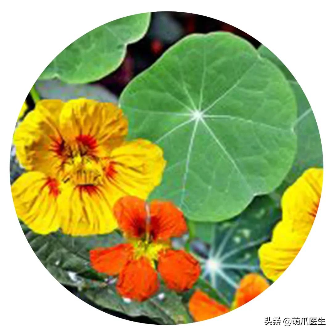 养猫能养啥花草,养了猫还可以养兔子吗