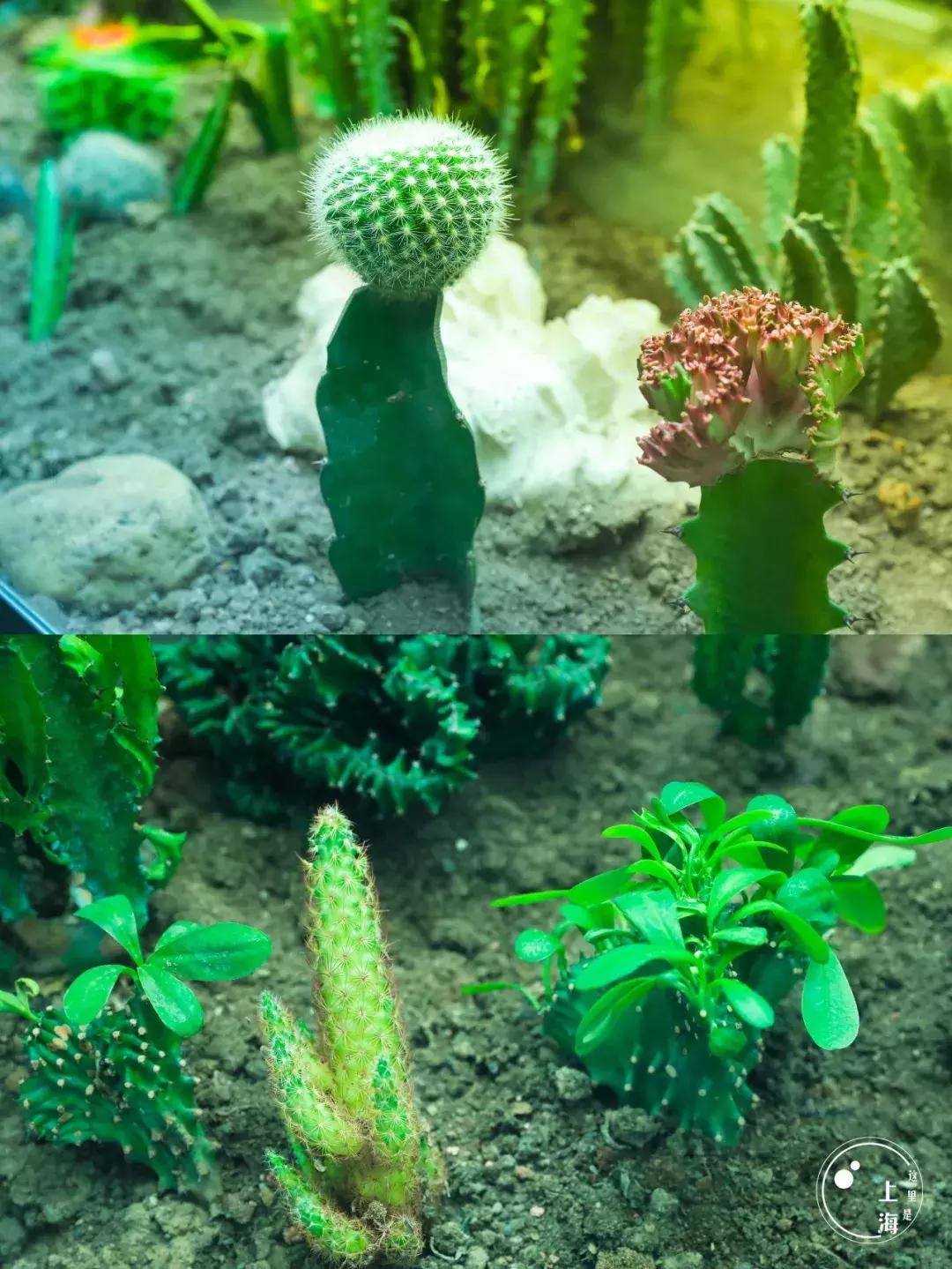 整个上海都是繁华的吗,上海一座美丽的魔都