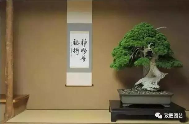 九款罕见名贵盆景懂行一眼就看上 (全世界最贵的100棵真柏盆景)