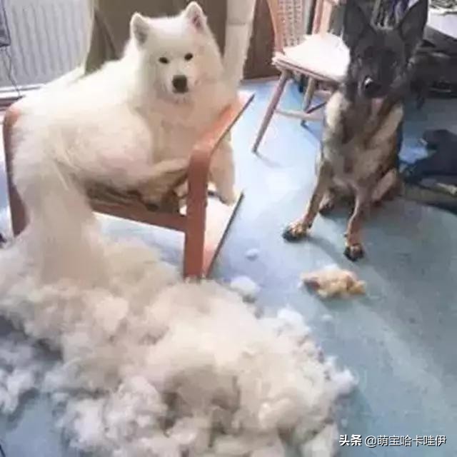 养了一只小萨摩耶,养一只萨摩耶是什么体验