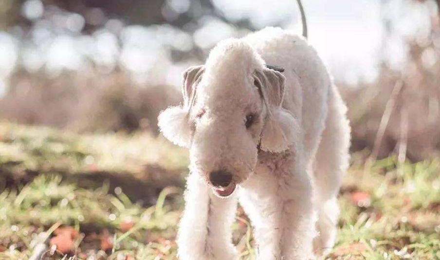 狗狗调皮变成蓝精灵，铲屎官崩溃救助兽医：这可咋办？